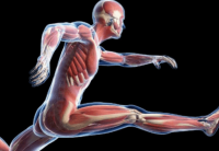 Atrophie musculaire en musculation