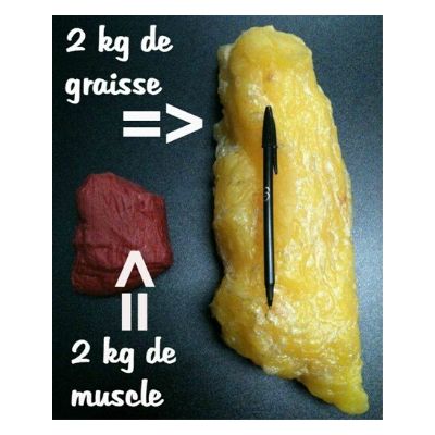 La différence de poids entre muscle et graisse