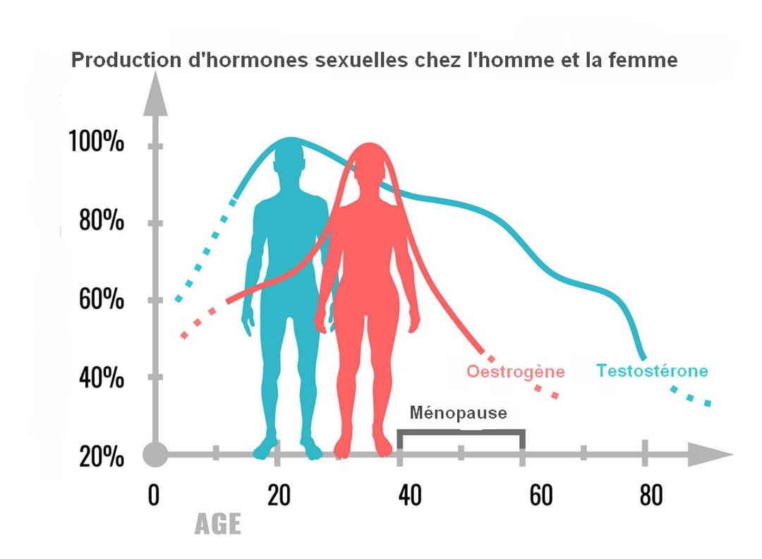 Comparaison hormone homme femme