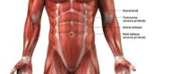 Les muscles de la ceinture abdominale