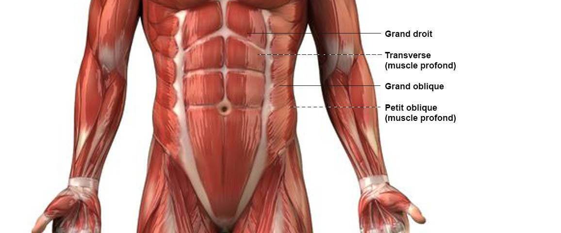Les muscles de la ceinture abdominale