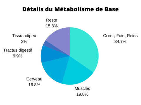 Métabolisme basal