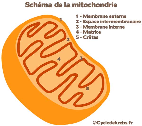 mitochondrie vitamine d force