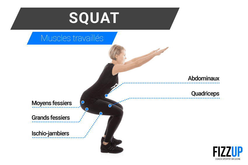 Muscles sollicités squat