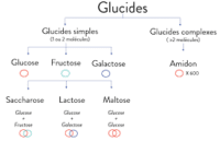 composition-de-glucide