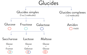 composition glucide 