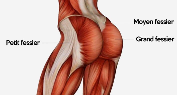 muscles-des-fesses