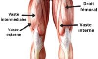 muscles quadriceps