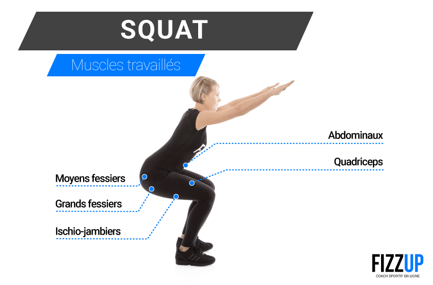 muscles travaillés squat