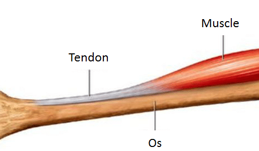 tendinite et tendon