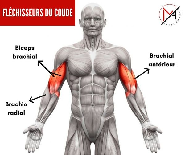 biceps brachial