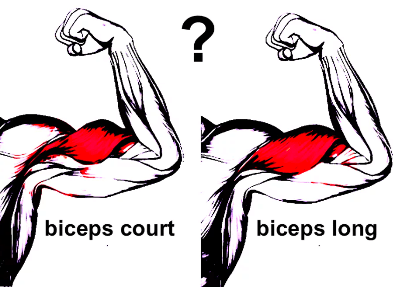 biceps long ou court