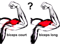 biceps-long-ou-court