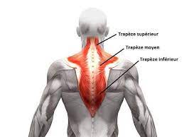 trapezius muscles