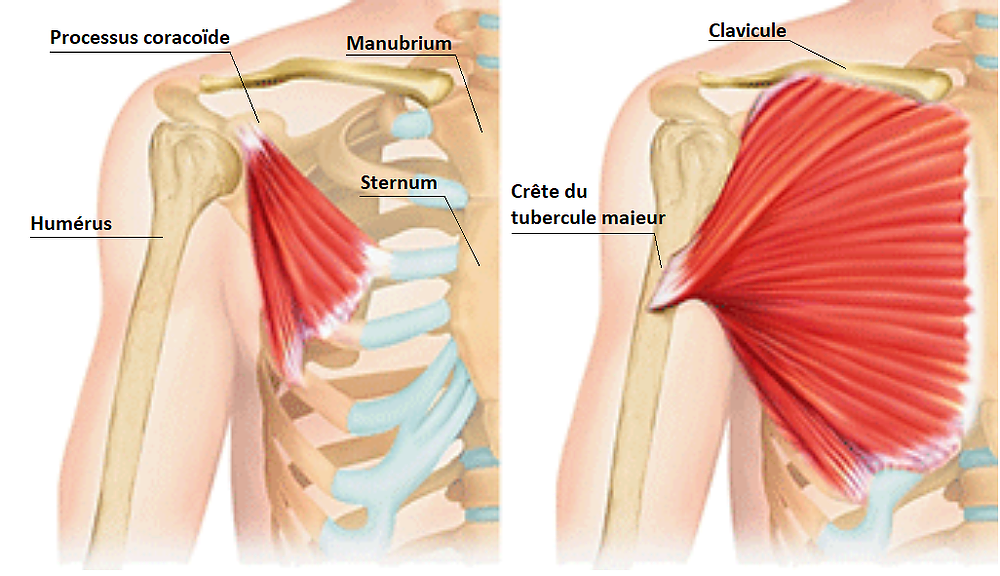 muscles des pectoraux