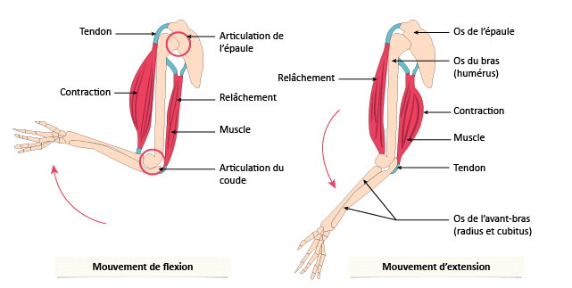 contraction musculaire