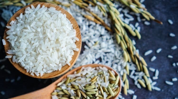 Crème de riz et musculation : un combo gagnant ?