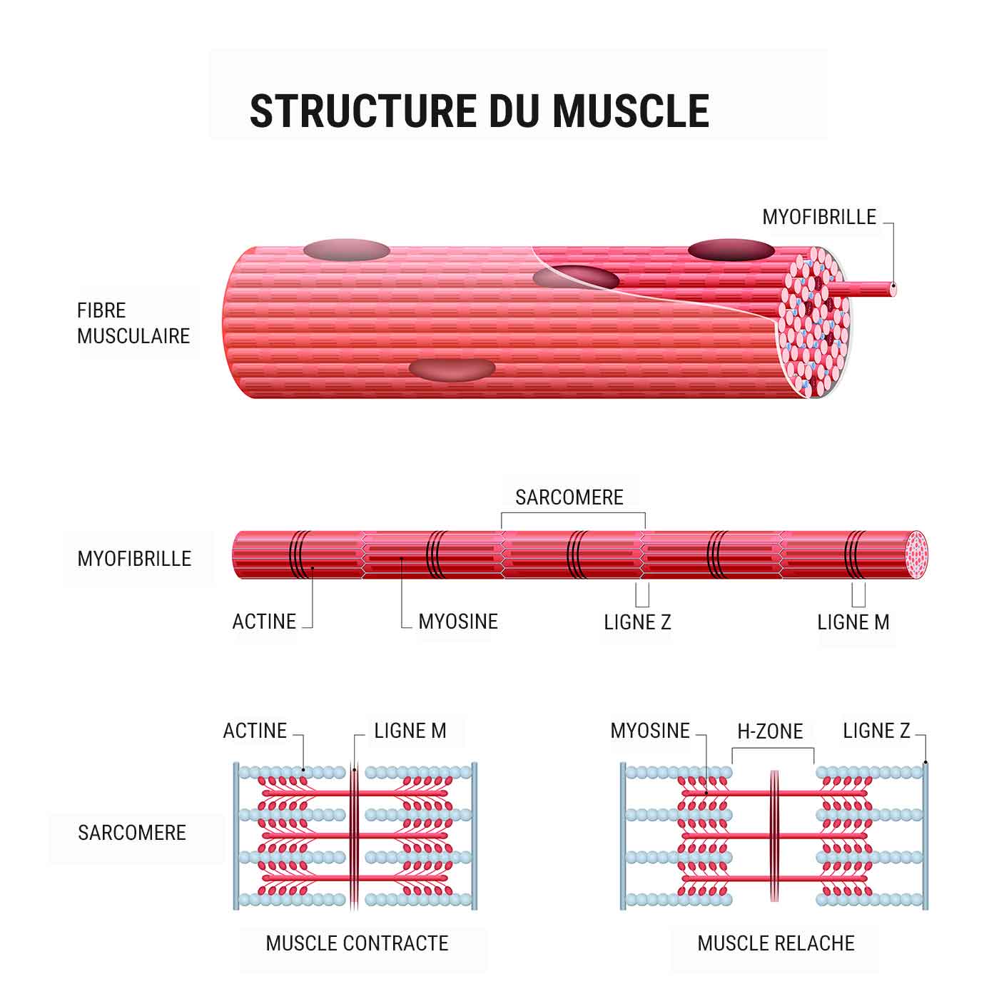 structure du muscle 