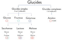 glucides composition